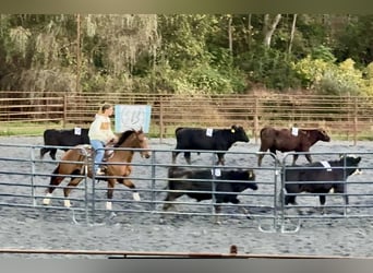 American Quarter Horse, Wallach, 4 Jahre, 150 cm, Rotbrauner