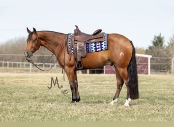 American Quarter Horse, Wallach, 4 Jahre, 150 cm, Rotbrauner