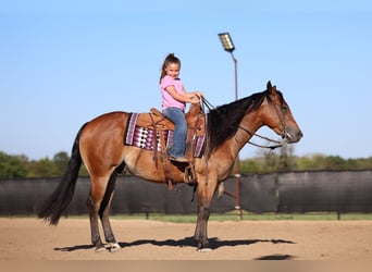American Quarter Horse, Wallach, 4 Jahre, 150 cm, Rotbrauner