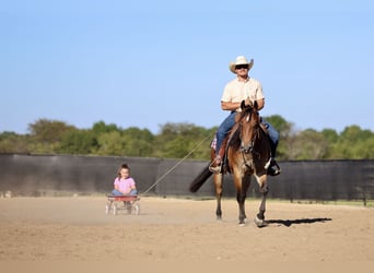 American Quarter Horse, Wallach, 4 Jahre, 150 cm, Rotbrauner