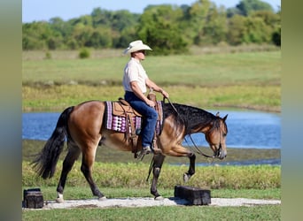 American Quarter Horse, Wallach, 4 Jahre, 150 cm, Rotbrauner