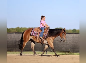 American Quarter Horse, Wallach, 4 Jahre, 150 cm, Rotbrauner