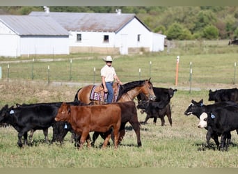 American Quarter Horse, Wallach, 4 Jahre, 150 cm, Rotbrauner