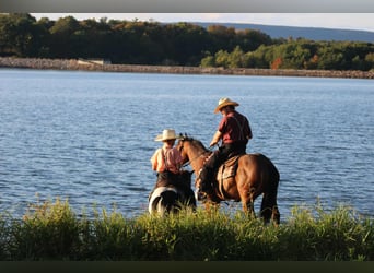 American Quarter Horse, Wallach, 4 Jahre, 150 cm, Rotbrauner