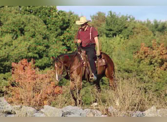 American Quarter Horse, Wallach, 4 Jahre, 150 cm, Rotbrauner