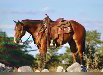 American Quarter Horse, Wallach, 4 Jahre, 150 cm, Rotbrauner
