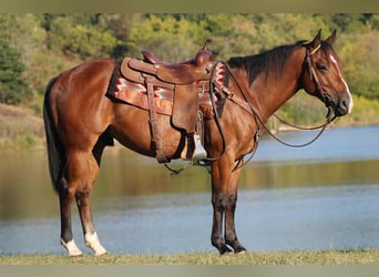 American Quarter Horse, Wallach, 4 Jahre, 150 cm, Rotbrauner