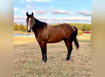 American Quarter Horse, Wallach, 4 Jahre, 150 cm, Rotbrauner