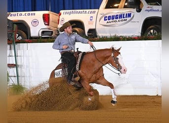 American Quarter Horse, Wallach, 4 Jahre, 150 cm, Rotfuchs