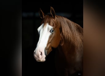 American Quarter Horse, Wallach, 4 Jahre, 150 cm, Rotfuchs