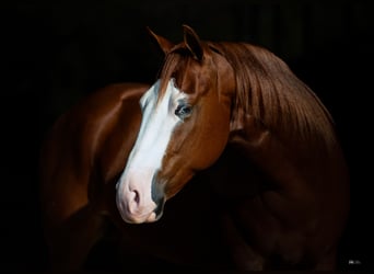 American Quarter Horse, Wallach, 4 Jahre, 150 cm, Rotfuchs