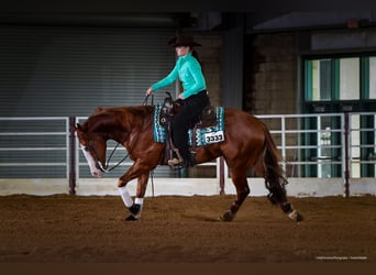 American Quarter Horse, Wallach, 4 Jahre, 150 cm, Rotfuchs