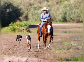 American Quarter Horse, Wallach, 4 Jahre, 150 cm, Rotfuchs