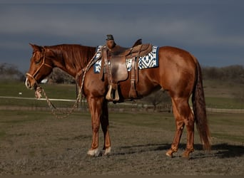 American Quarter Horse, Wallach, 4 Jahre, 150 cm, Rotfuchs