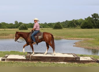 American Quarter Horse, Wallach, 4 Jahre, 150 cm, Rotfuchs