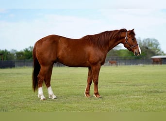 American Quarter Horse, Wallach, 4 Jahre, 150 cm, Rotfuchs
