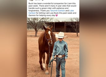 American Quarter Horse, Wallach, 4 Jahre, 150 cm, Rotfuchs