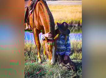American Quarter Horse, Wallach, 4 Jahre, 150 cm, Rotfuchs