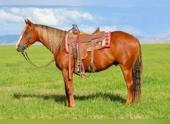 American Quarter Horse, Wallach, 4 Jahre, 150 cm, Rotfuchs