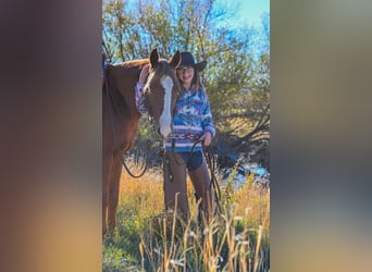 American Quarter Horse, Wallach, 4 Jahre, 150 cm, Rotfuchs