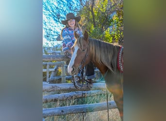 American Quarter Horse, Wallach, 4 Jahre, 150 cm, Rotfuchs