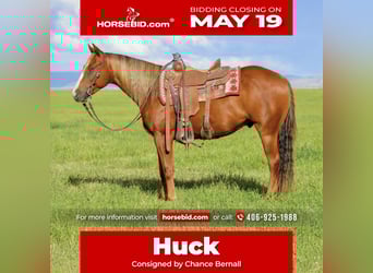 American Quarter Horse, Wallach, 4 Jahre, 150 cm, Rotfuchs