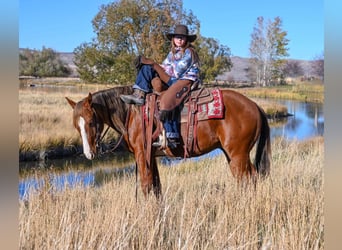 American Quarter Horse, Wallach, 4 Jahre, 150 cm, Rotfuchs