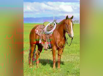American Quarter Horse, Wallach, 4 Jahre, 150 cm, Rotfuchs