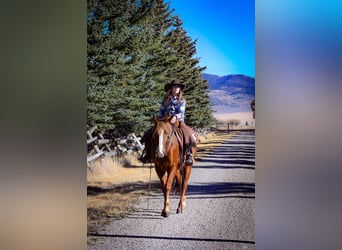 American Quarter Horse, Wallach, 4 Jahre, 150 cm, Rotfuchs