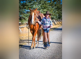 American Quarter Horse, Wallach, 4 Jahre, 150 cm, Rotfuchs