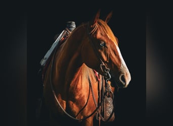 American Quarter Horse, Wallach, 4 Jahre, 150 cm, Rotfuchs