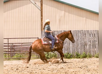 American Quarter Horse, Wallach, 4 Jahre, 150 cm, Rotfuchs