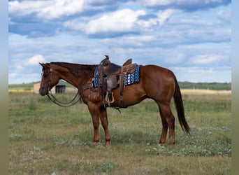 American Quarter Horse, Wallach, 4 Jahre, 150 cm, Rotfuchs