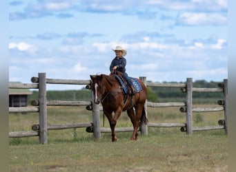 American Quarter Horse, Wallach, 4 Jahre, 150 cm, Rotfuchs