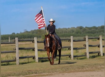 American Quarter Horse, Wallach, 4 Jahre, 150 cm, Rotfuchs