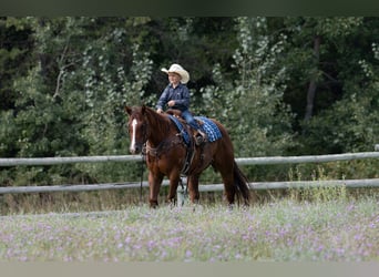 American Quarter Horse, Wallach, 4 Jahre, 150 cm, Rotfuchs