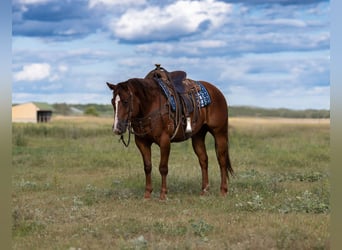 American Quarter Horse, Wallach, 4 Jahre, 150 cm, Rotfuchs