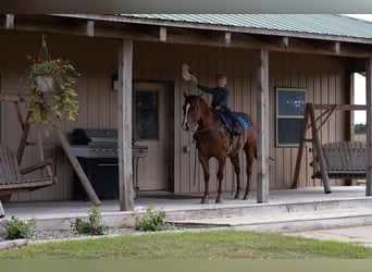 American Quarter Horse, Wallach, 4 Jahre, 150 cm, Rotfuchs