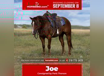 American Quarter Horse, Wallach, 4 Jahre, 150 cm, Rotfuchs