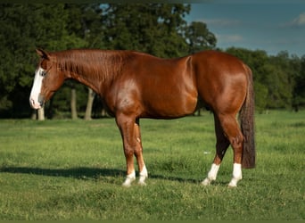 American Quarter Horse, Wallach, 4 Jahre, 150 cm, Rotfuchs