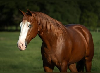American Quarter Horse, Wallach, 4 Jahre, 150 cm, Rotfuchs