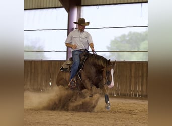 American Quarter Horse, Wallach, 4 Jahre, 150 cm, Rotfuchs