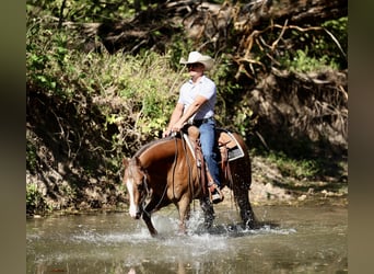 American Quarter Horse, Wallach, 4 Jahre, 150 cm, Rotfuchs