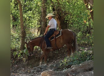 American Quarter Horse, Wallach, 4 Jahre, 150 cm, Rotfuchs