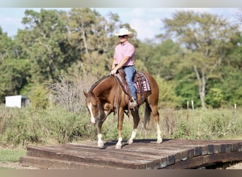 American Quarter Horse, Wallach, 4 Jahre, 150 cm, Rotfuchs