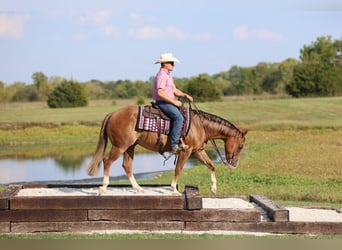 American Quarter Horse, Wallach, 4 Jahre, 150 cm, Rotfuchs