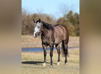 American Quarter Horse, Wallach, 4 Jahre, 150 cm, Schimmel