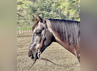 American Quarter Horse, Wallach, 4 Jahre, 150 cm, Schimmel