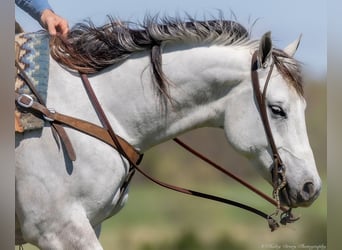 American Quarter Horse, Wallach, 4 Jahre, 150 cm, Schimmel