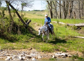 American Quarter Horse, Wallach, 4 Jahre, 150 cm, Schimmel